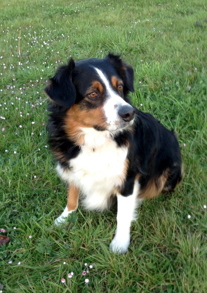 Griska Du Clos Du Rêve D'une Vie