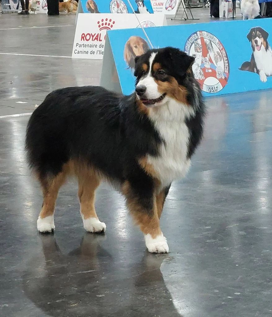 BIENTÔT des chiots