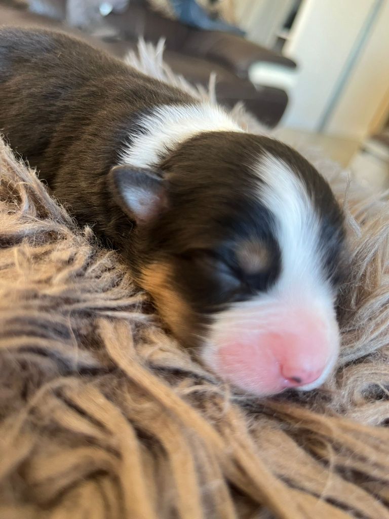 Des Deux Atouts - Chiots disponibles - Berger Australien