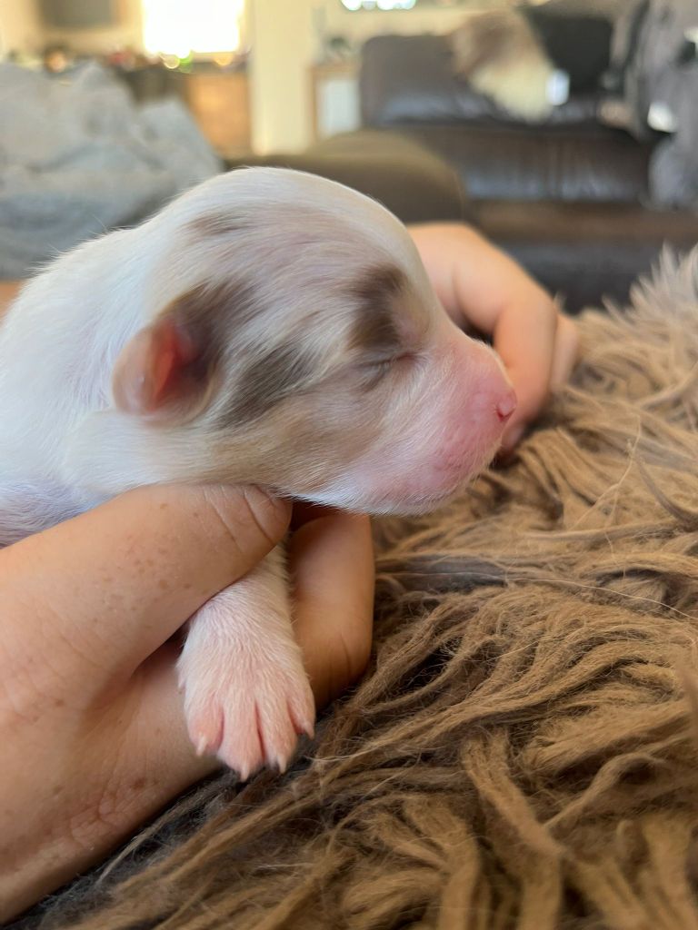Des Deux Atouts - Chiots disponibles - Berger Australien