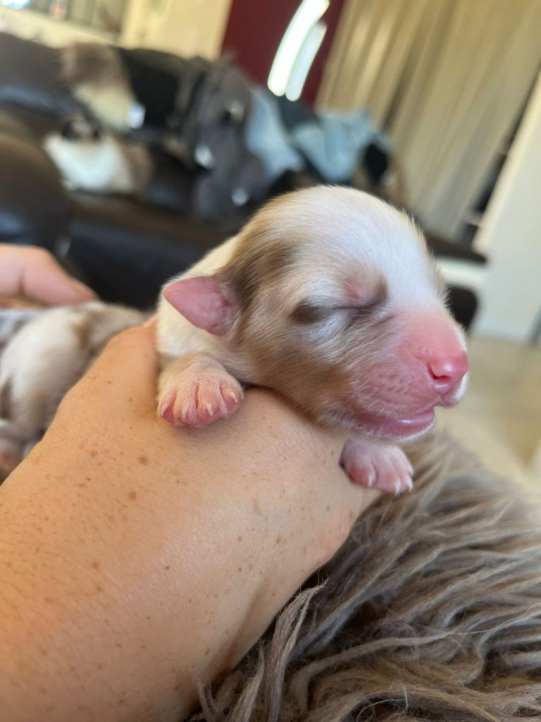 Des Deux Atouts - Chiots disponibles - Berger Australien