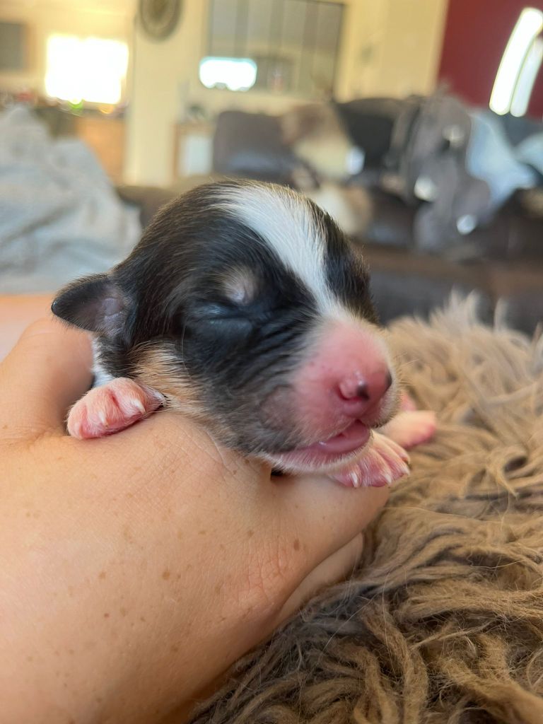 Des Deux Atouts - Chiots disponibles - Berger Australien