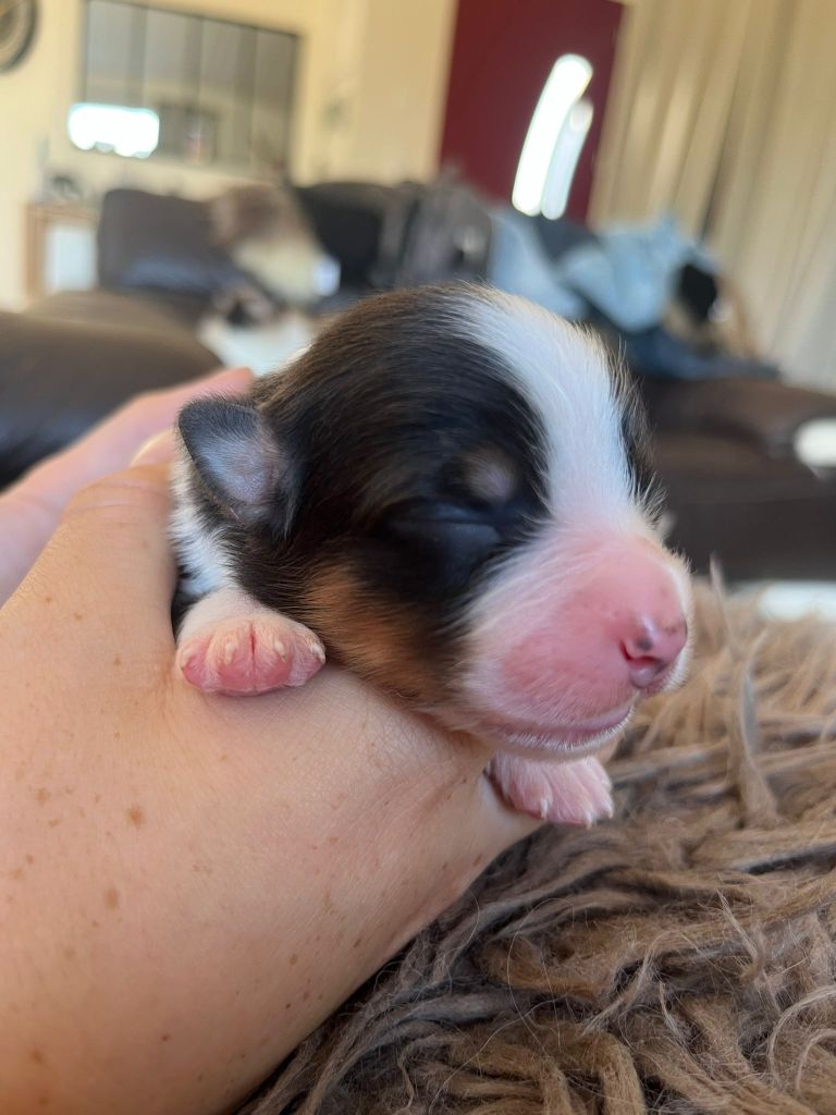 Des Deux Atouts - Chiots disponibles - Berger Australien