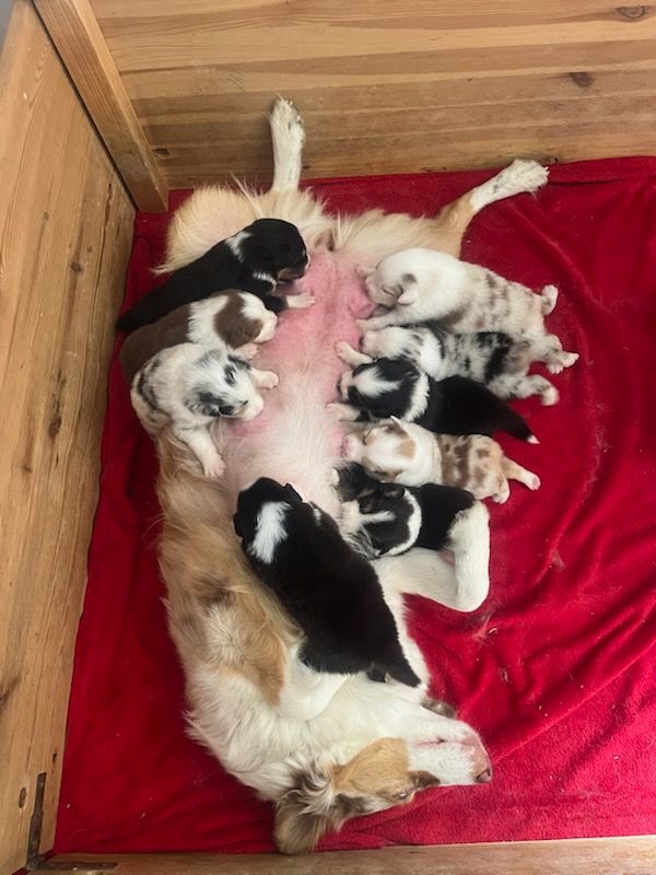 Des Deux Atouts - Berger Australien - Portée née le 31/07/2025